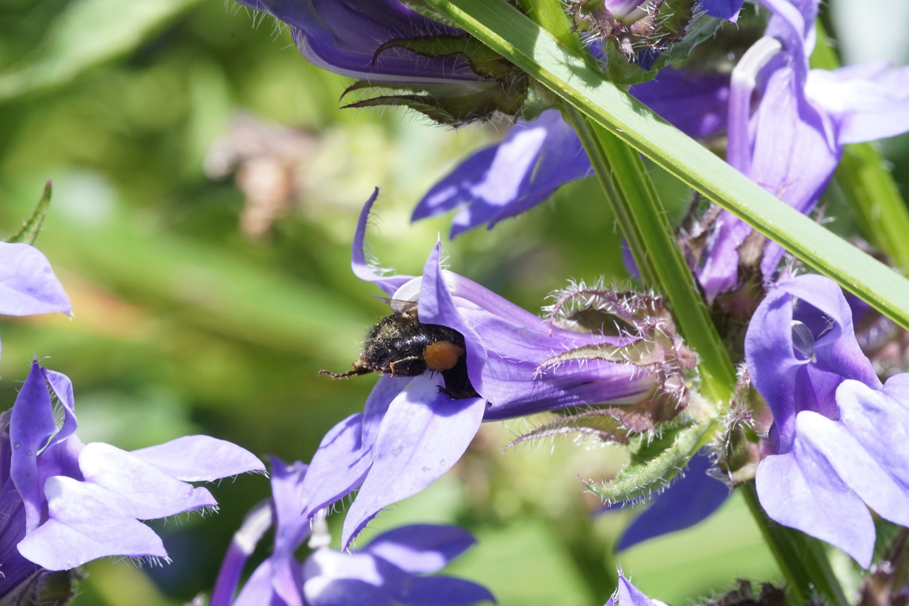 A bee inside purple flowers.